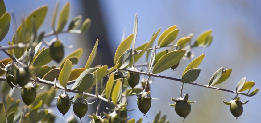 Jojoba