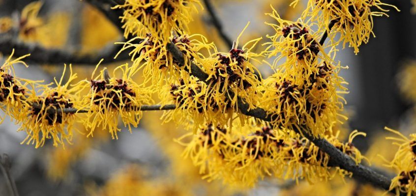 Hamamelis