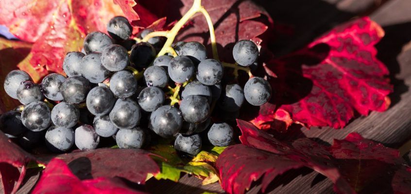 Resveratrol